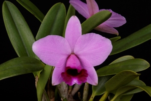 Catasetum Melana Davison Sunset Valley Orchids AM 85 pts.